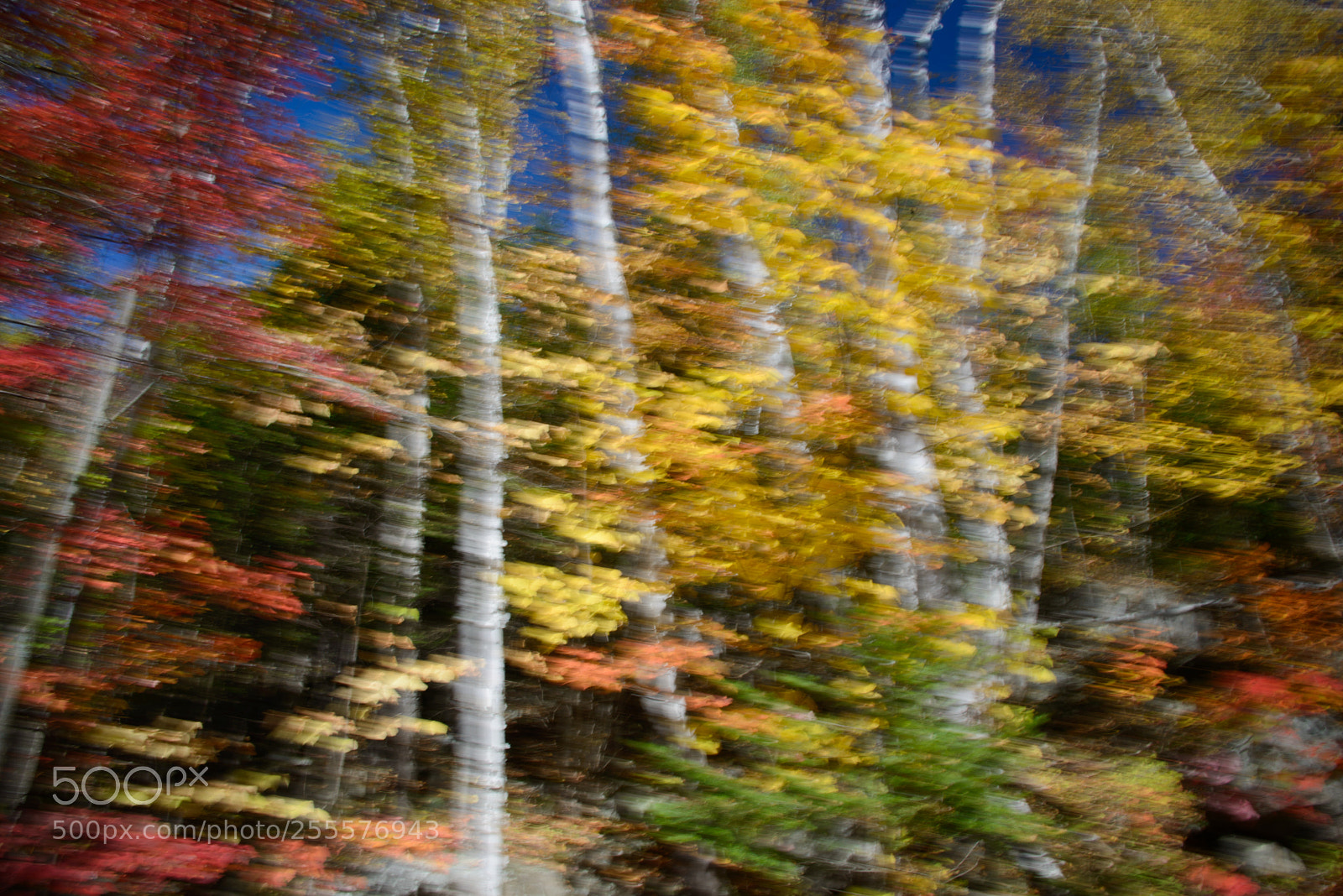 Nikon D800 sample photo. Autumn trees impressionism photography