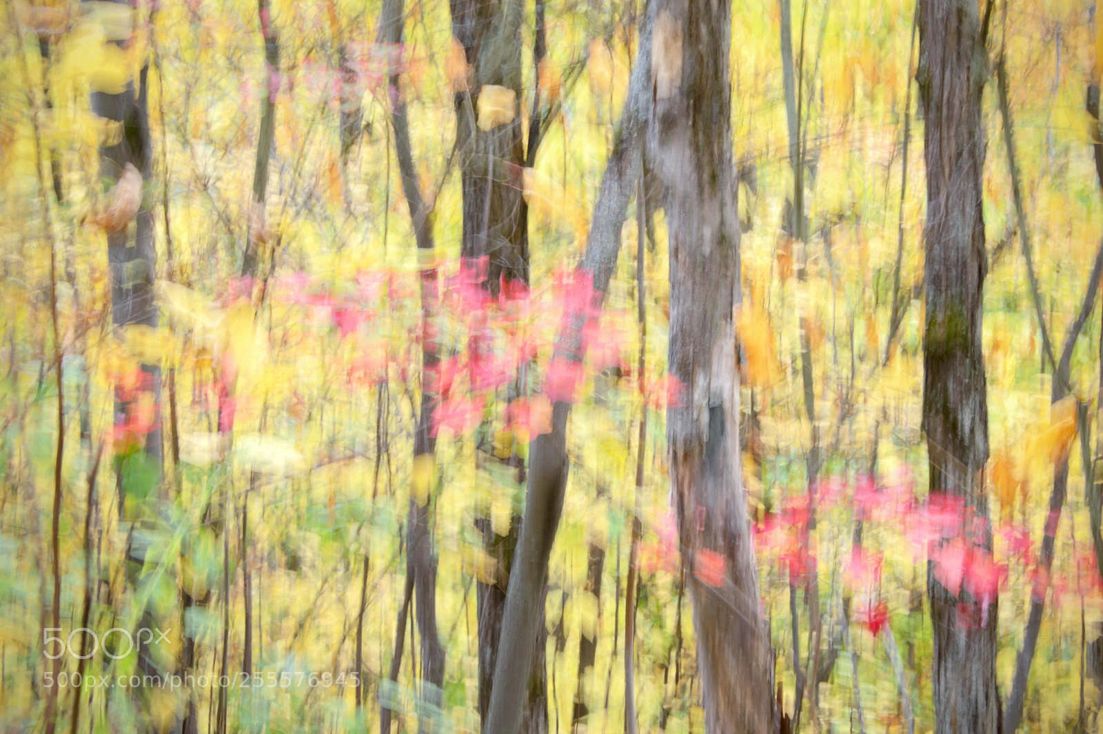 Nikon D800 sample photo. Autumn trees impressionism photography
