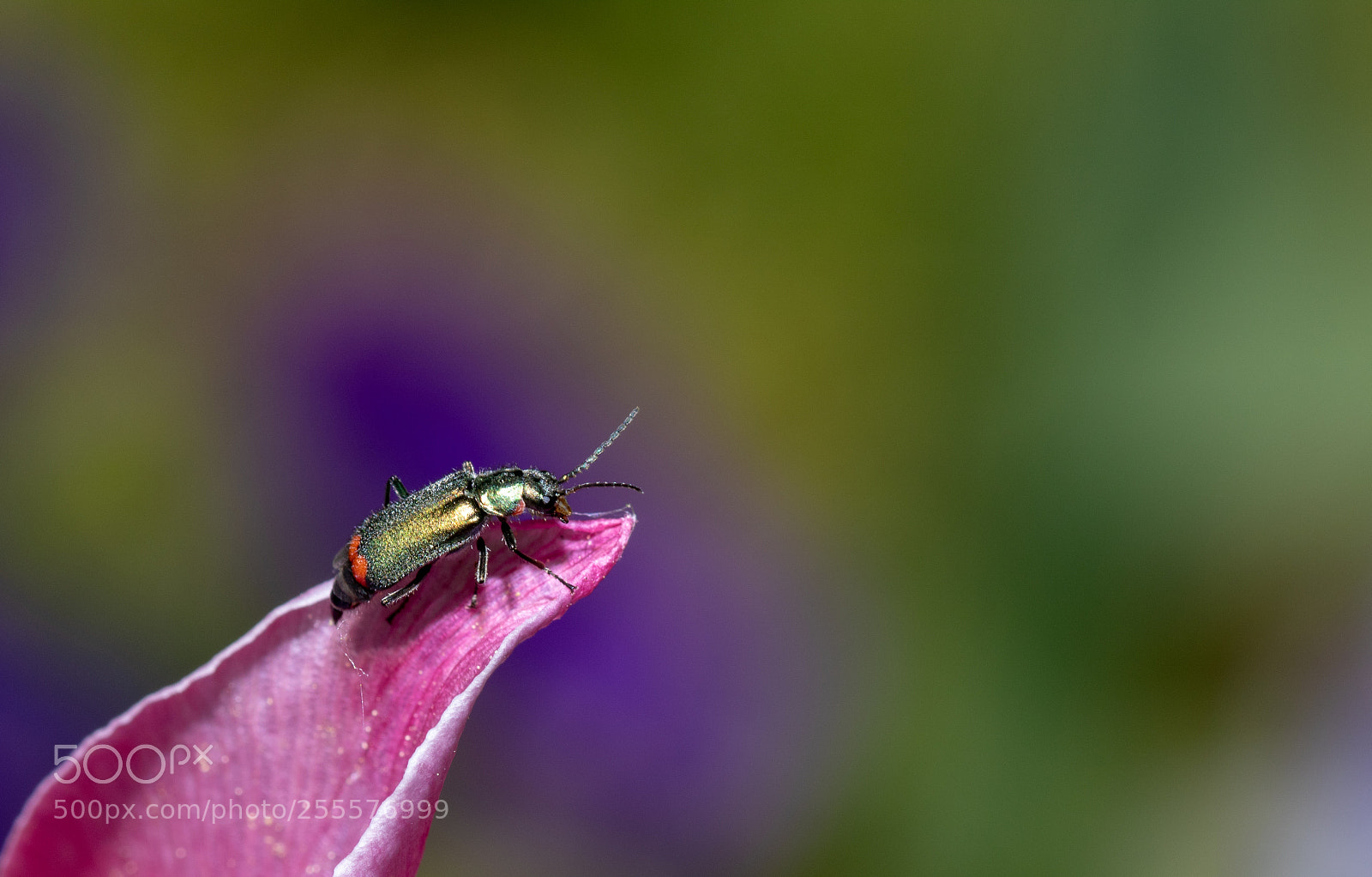 Canon EOS 750D (EOS Rebel T6i / EOS Kiss X8i) sample photo. Bug photography