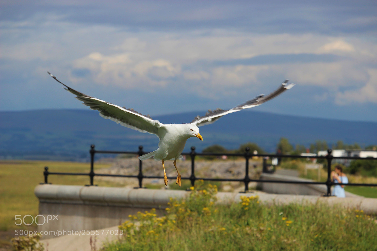Canon EOS 600D (Rebel EOS T3i / EOS Kiss X5) sample photo. Permission to land photography