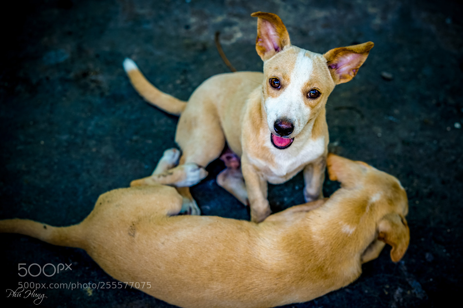Sony a7 II sample photo. Dsc photography