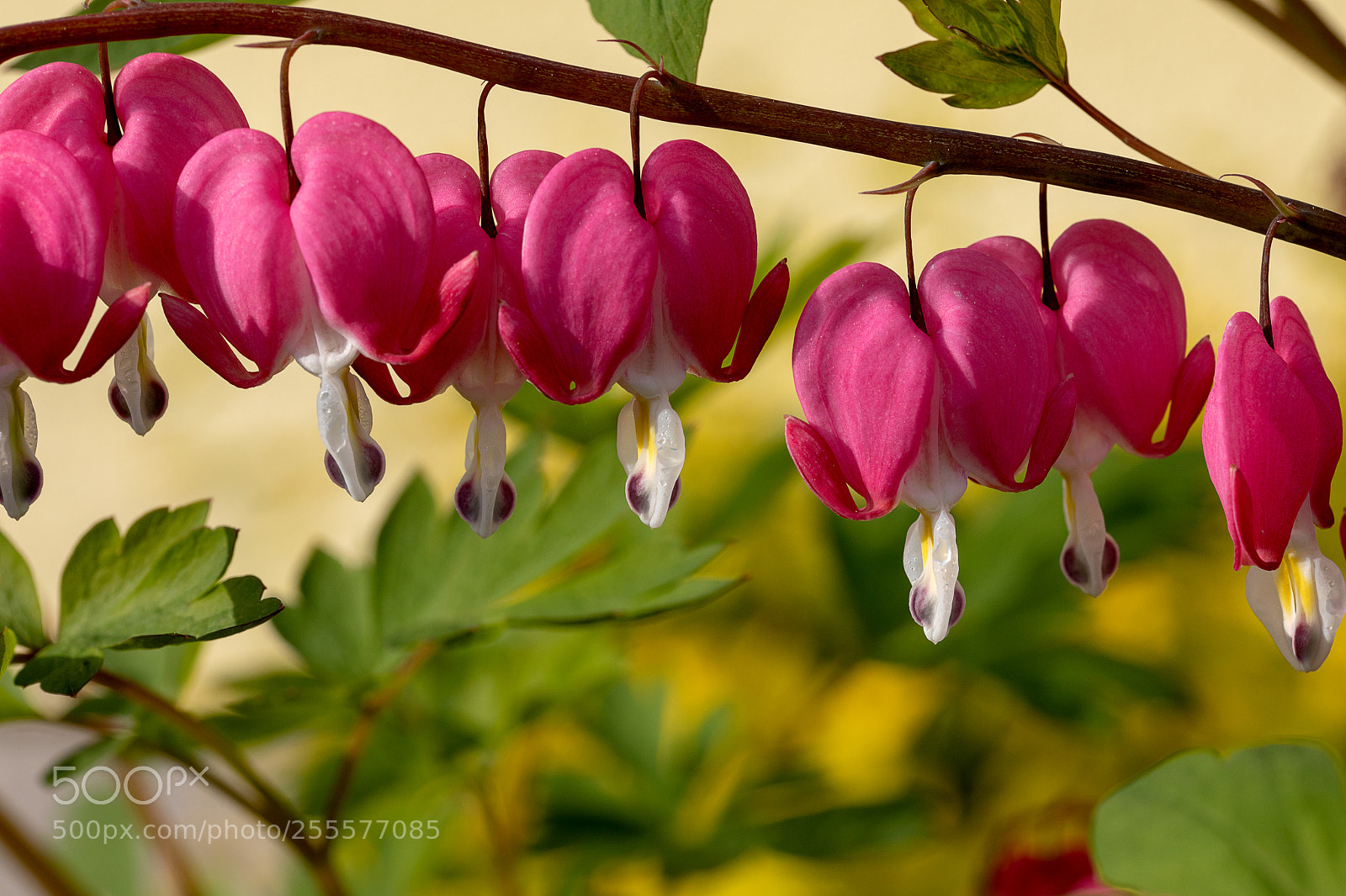 Canon EOS 5D Mark IV sample photo. Spring is here photography