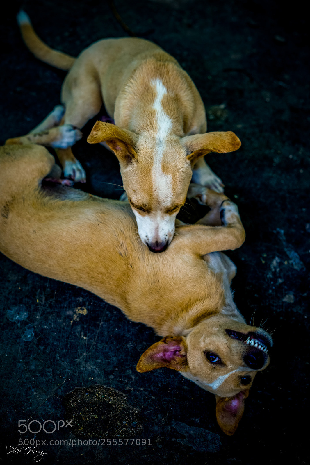 Sony a7 II sample photo. Dsc photography