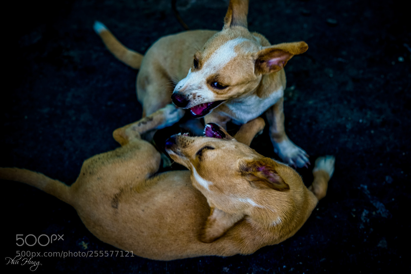 Sony a7 II sample photo. Dsc photography