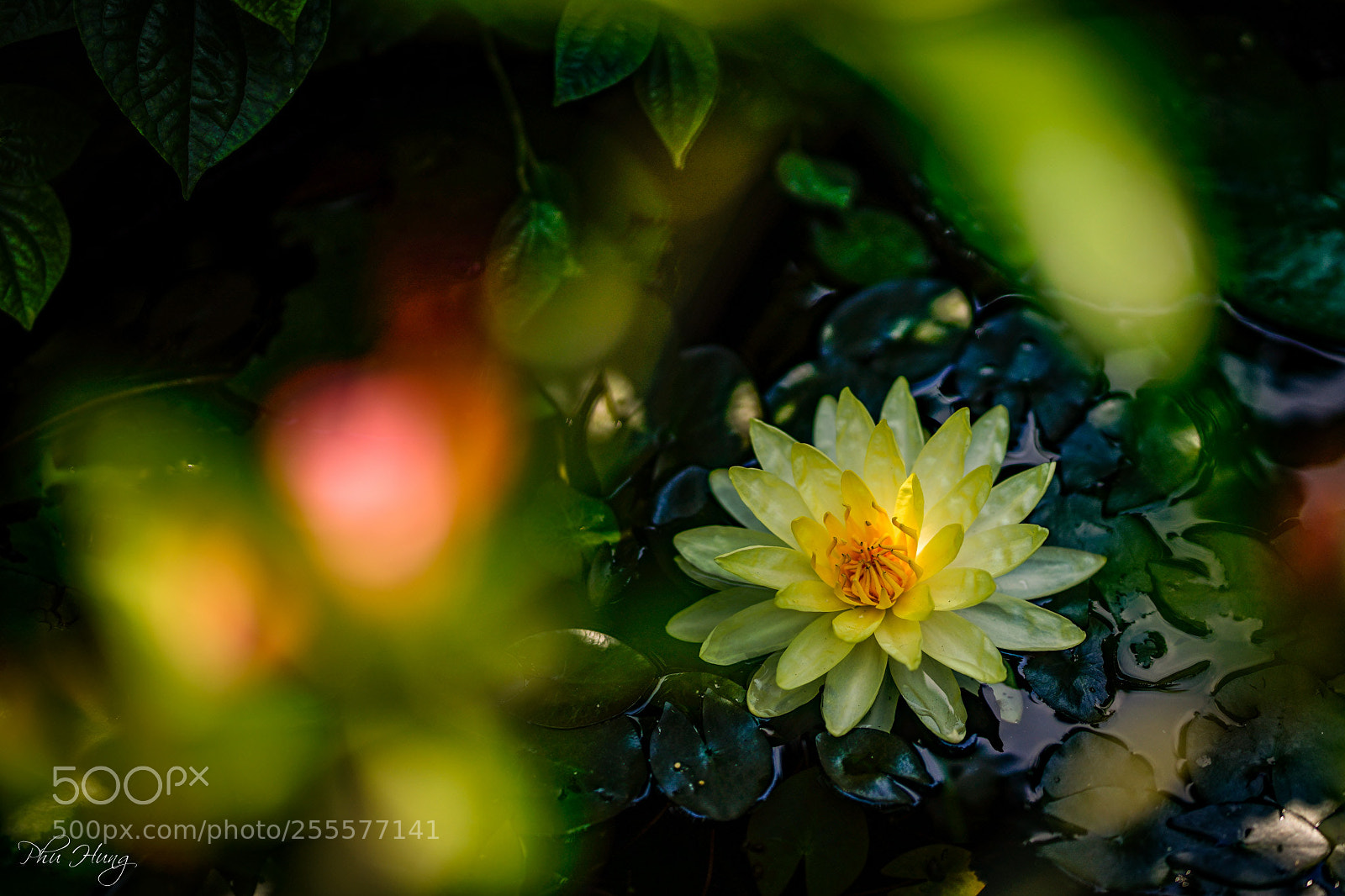 Sony a7 II sample photo. Copy photography