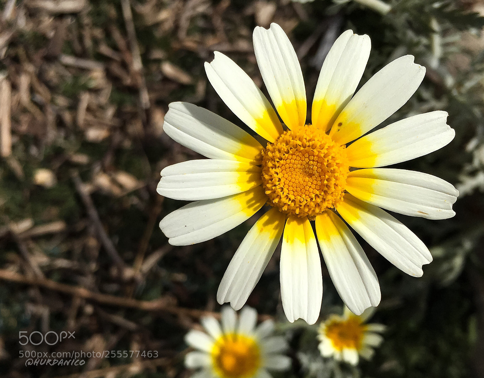 Apple iPhone 6s Plus sample photo. Yellow sunshine photography