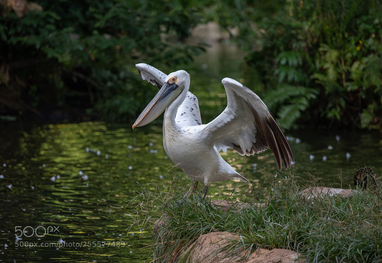 Canon EOS 6D sample photo. Pelican photography