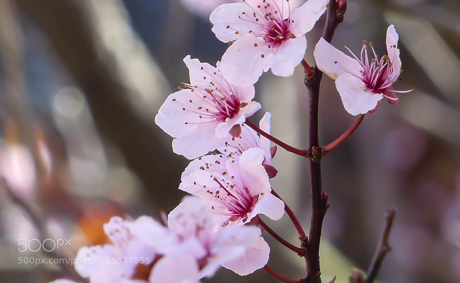 Panasonic Lumix DMC-FZ200 sample photo. Spring beauty photography