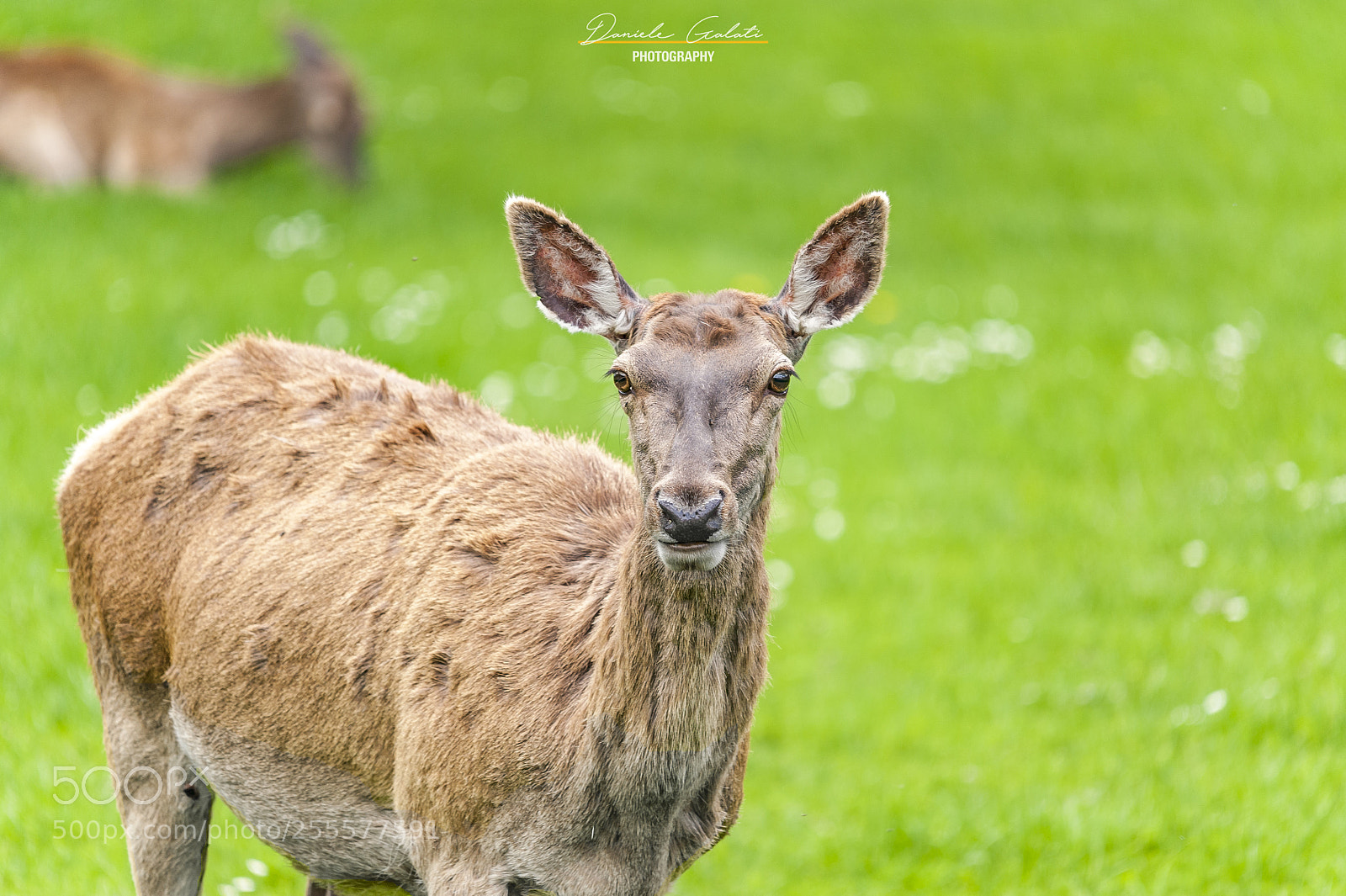 Nikon D700 sample photo. Cervus elaphus photography