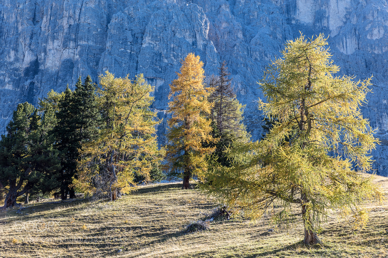 Canon EOS 5D Mark IV sample photo. Trees photography