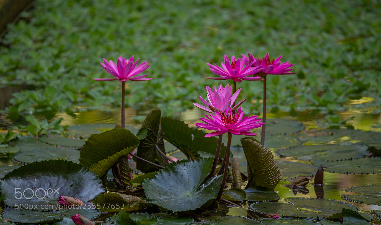 Canon EOS 6D sample photo. Lotus photography