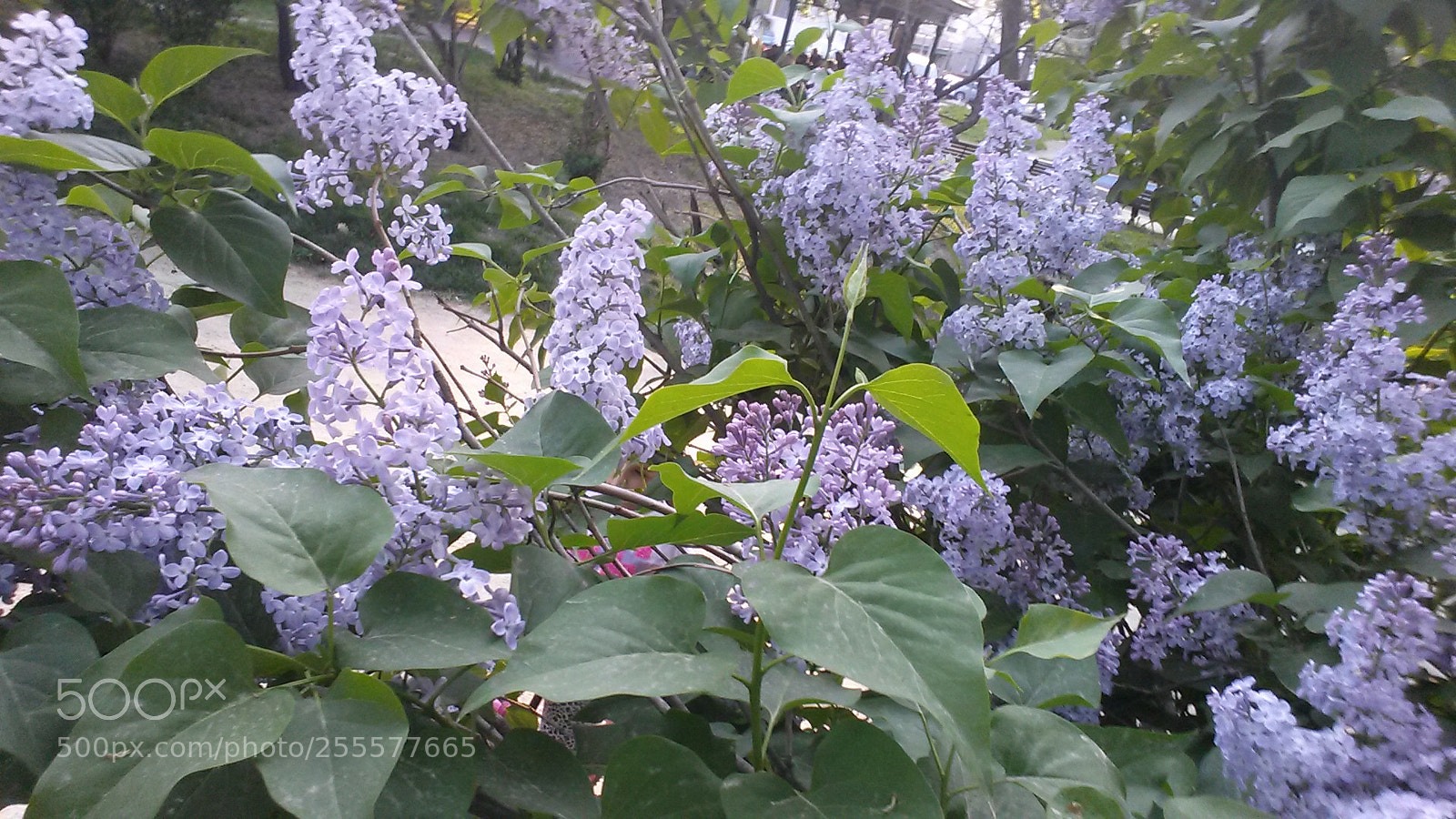 Samsung Galaxy S4 sample photo. Untitled photography