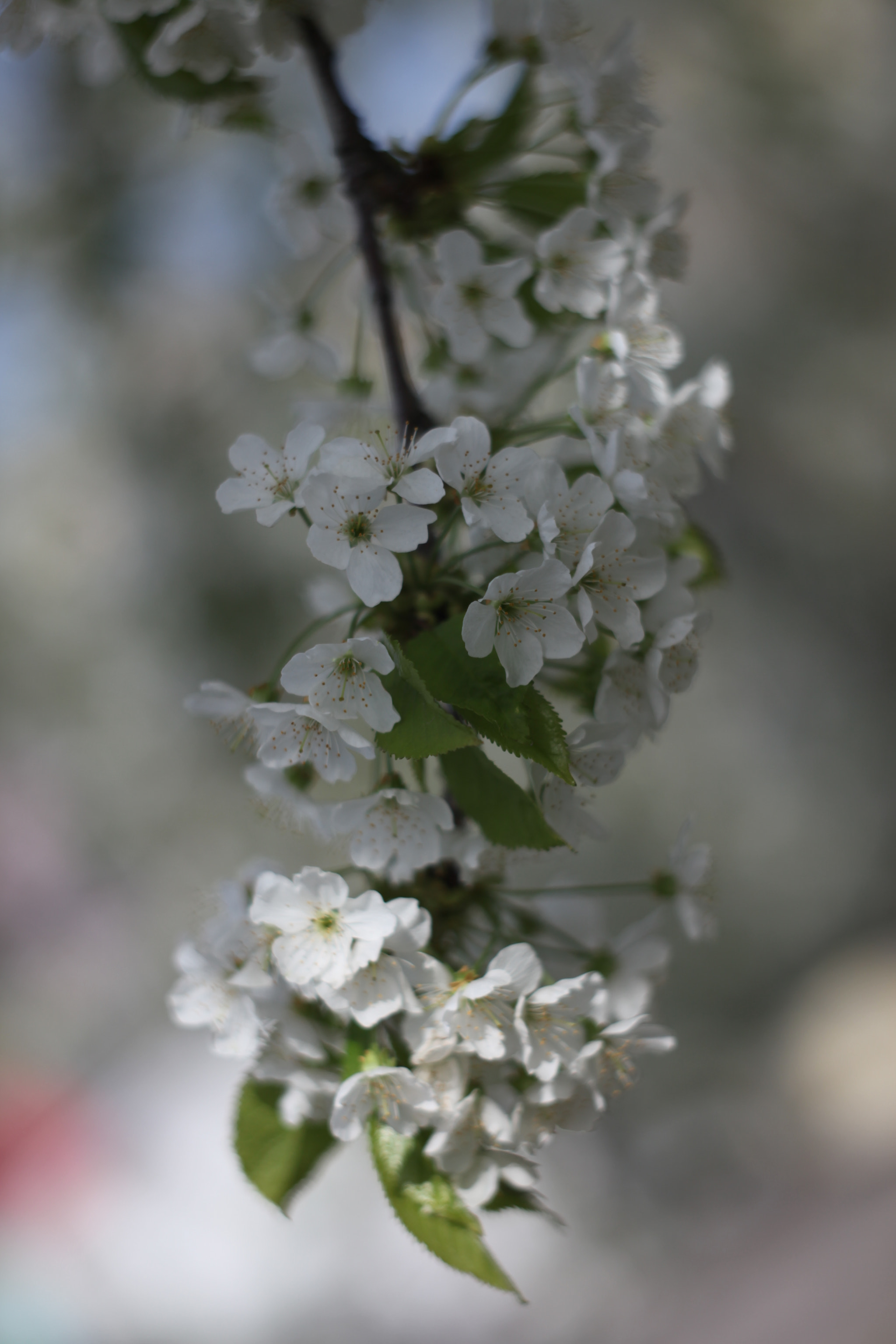 Canon EF 35-80mm f/4-5.6 sample photo. Img photography