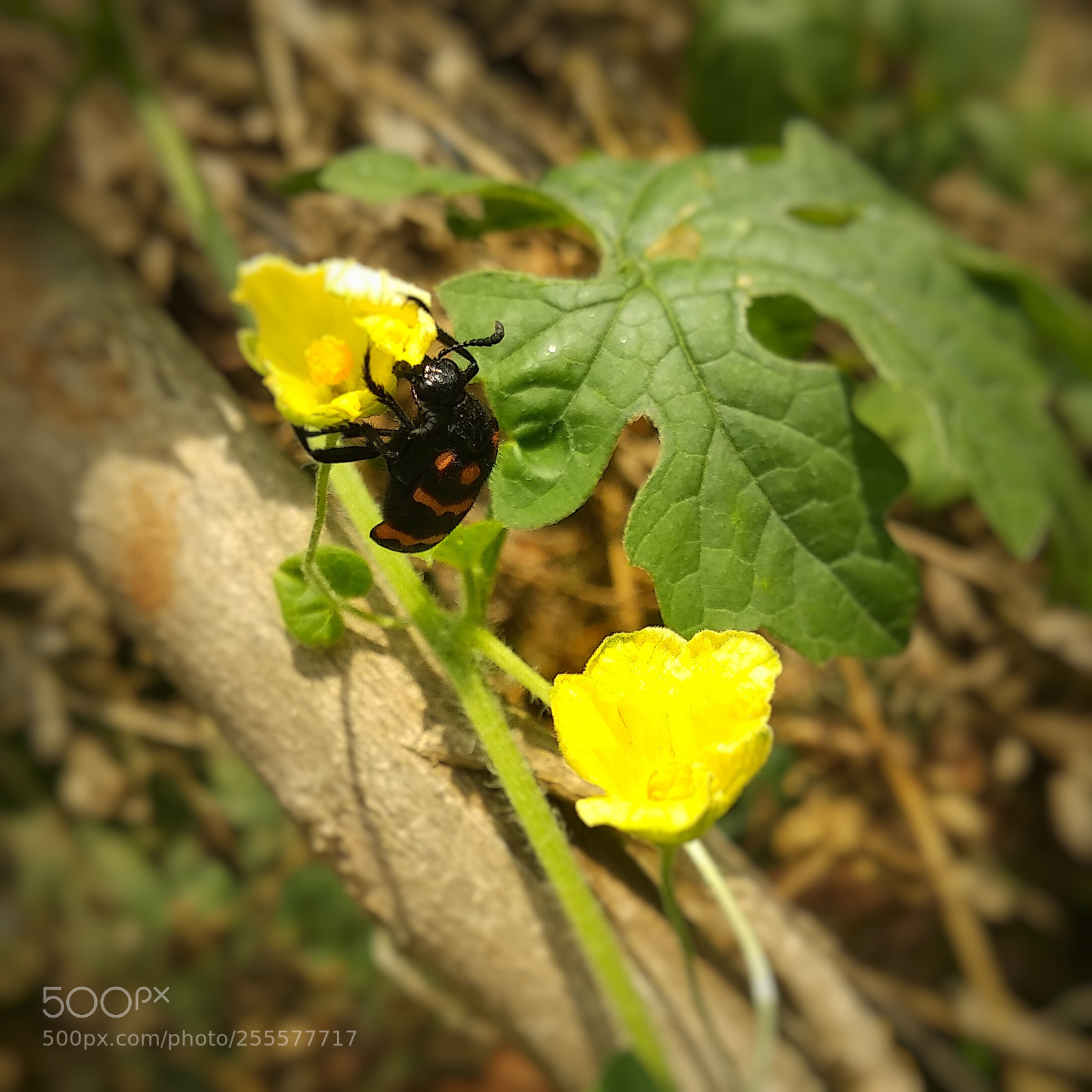 Xiaomi Mi A1 sample photo. Floral love ?? photography