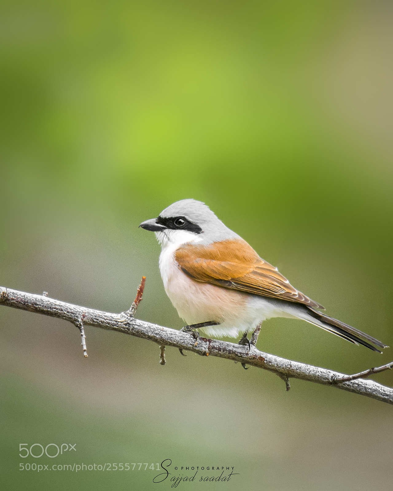 Nikon D7100 sample photo. Red-backed shrike photography