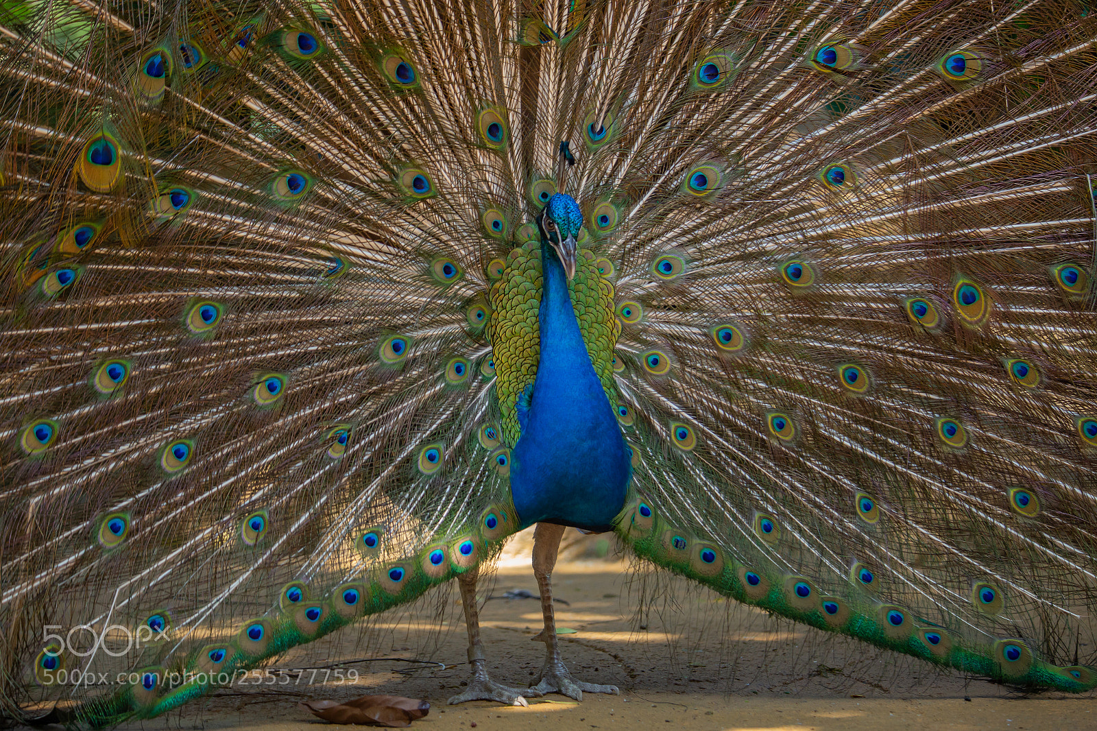 Canon EOS 6D sample photo. Peacock dance photography