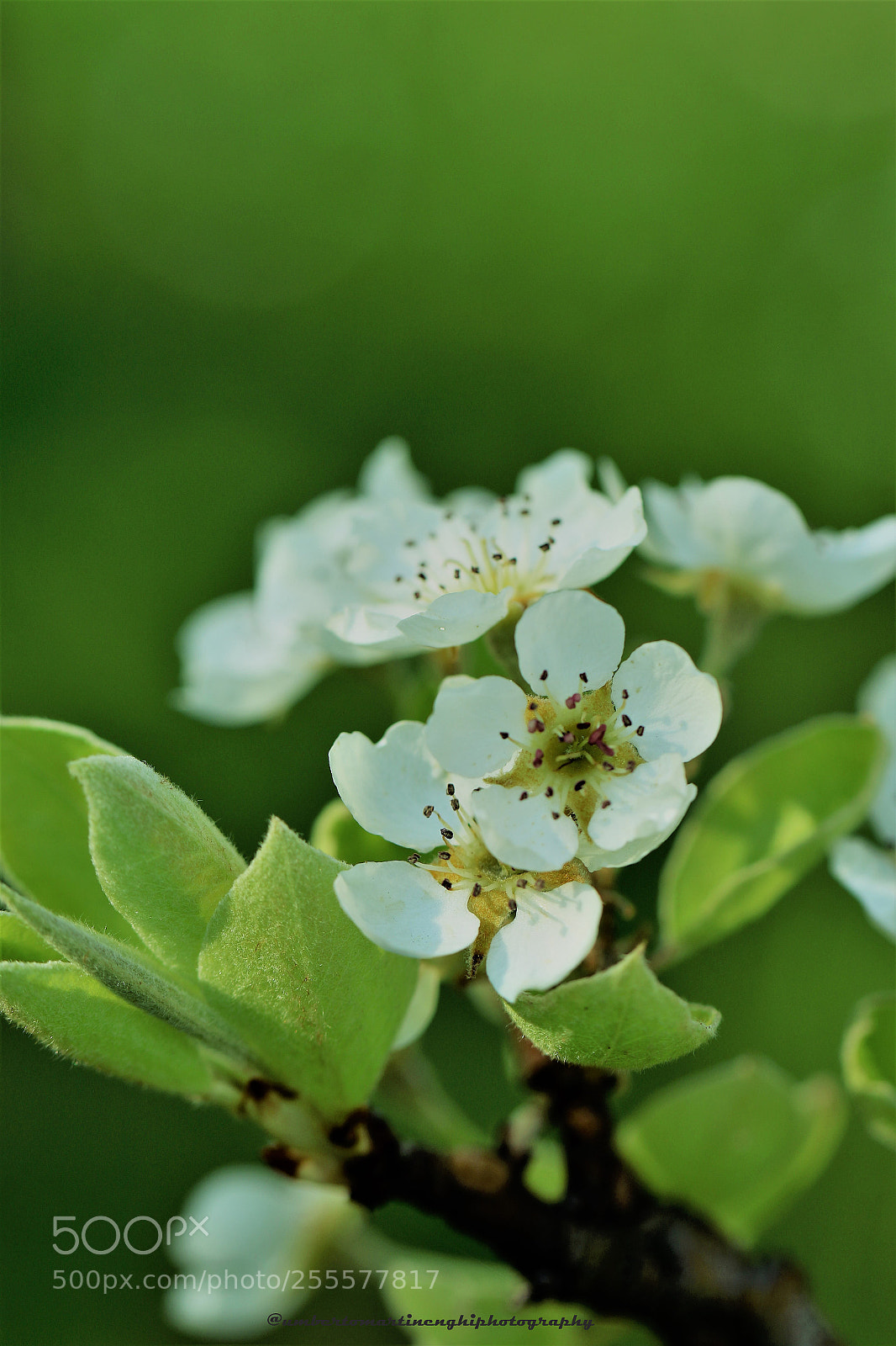 Canon EOS 7D Mark II sample photo. Apple blossoms photography