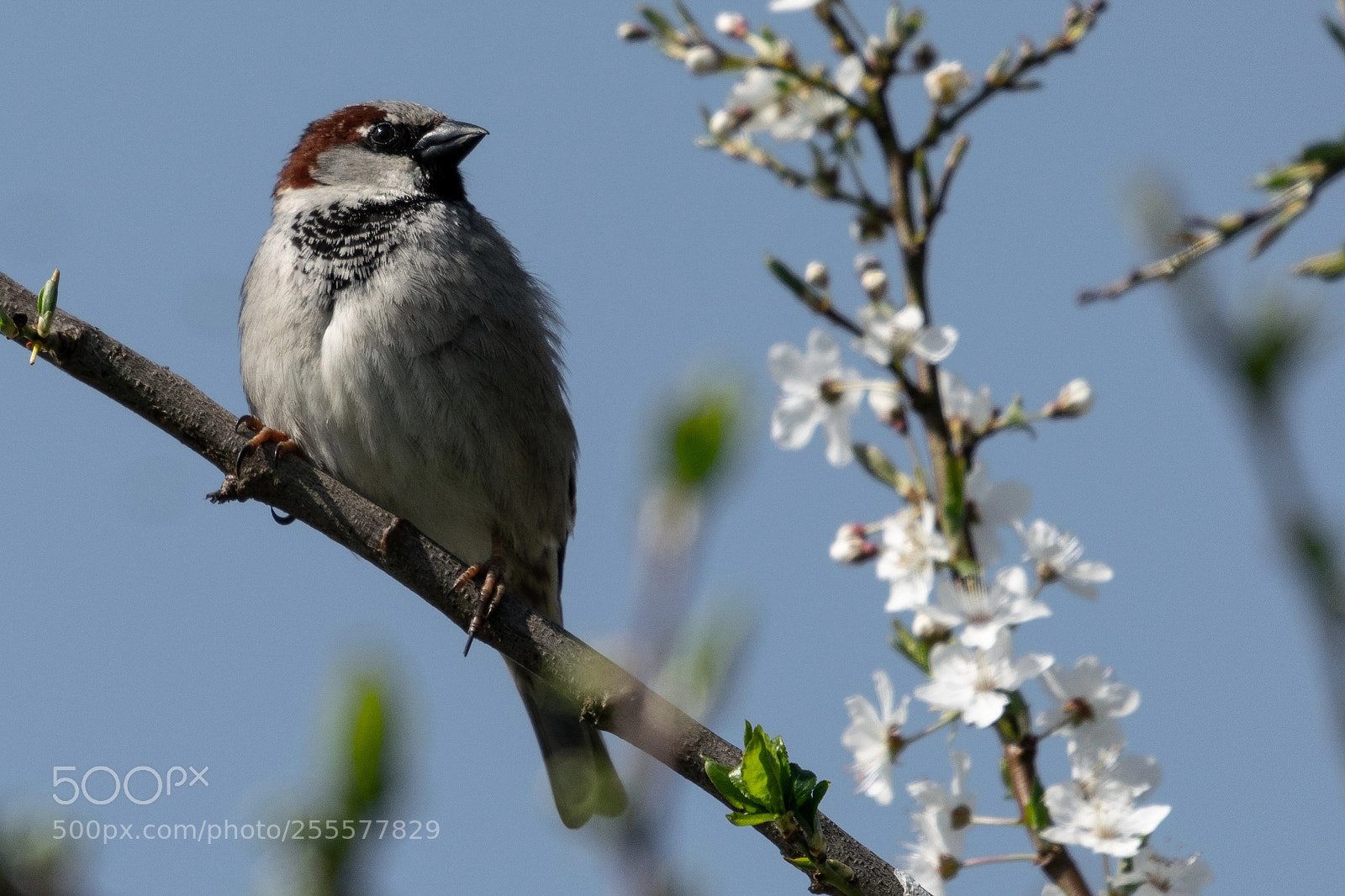 Nikon D5300 sample photo. Spring bird photography