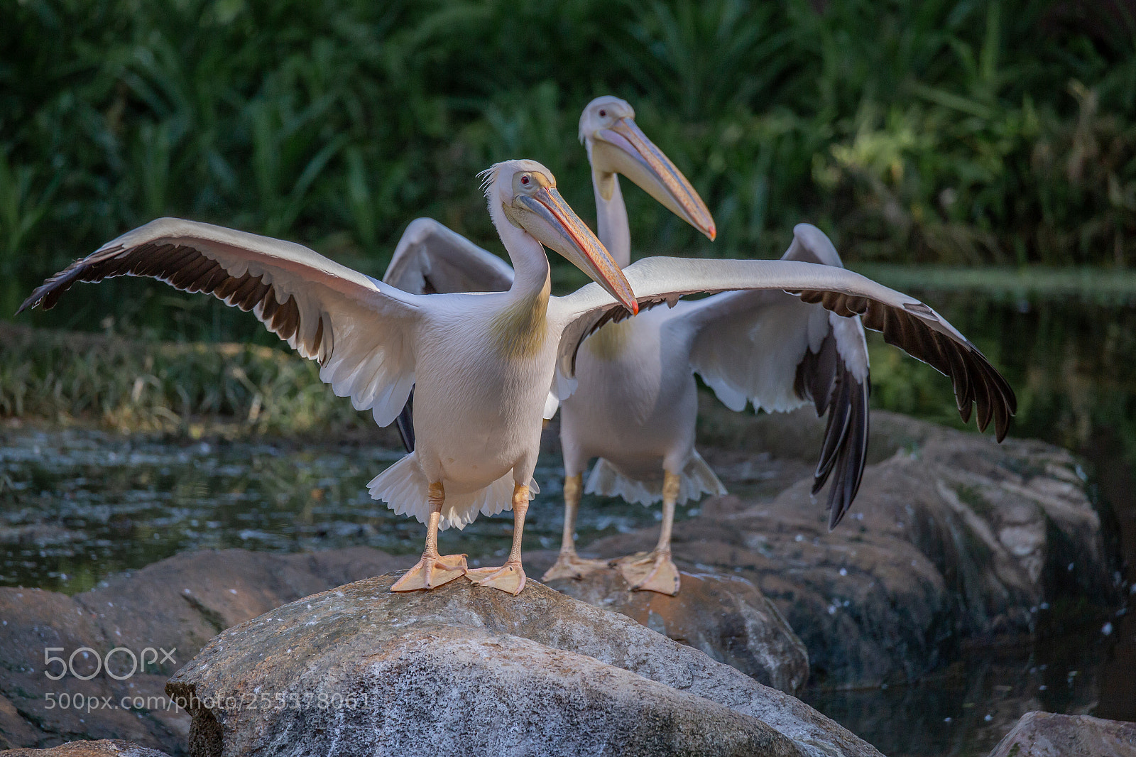 Canon EOS 6D sample photo. Pelican takeoff photography