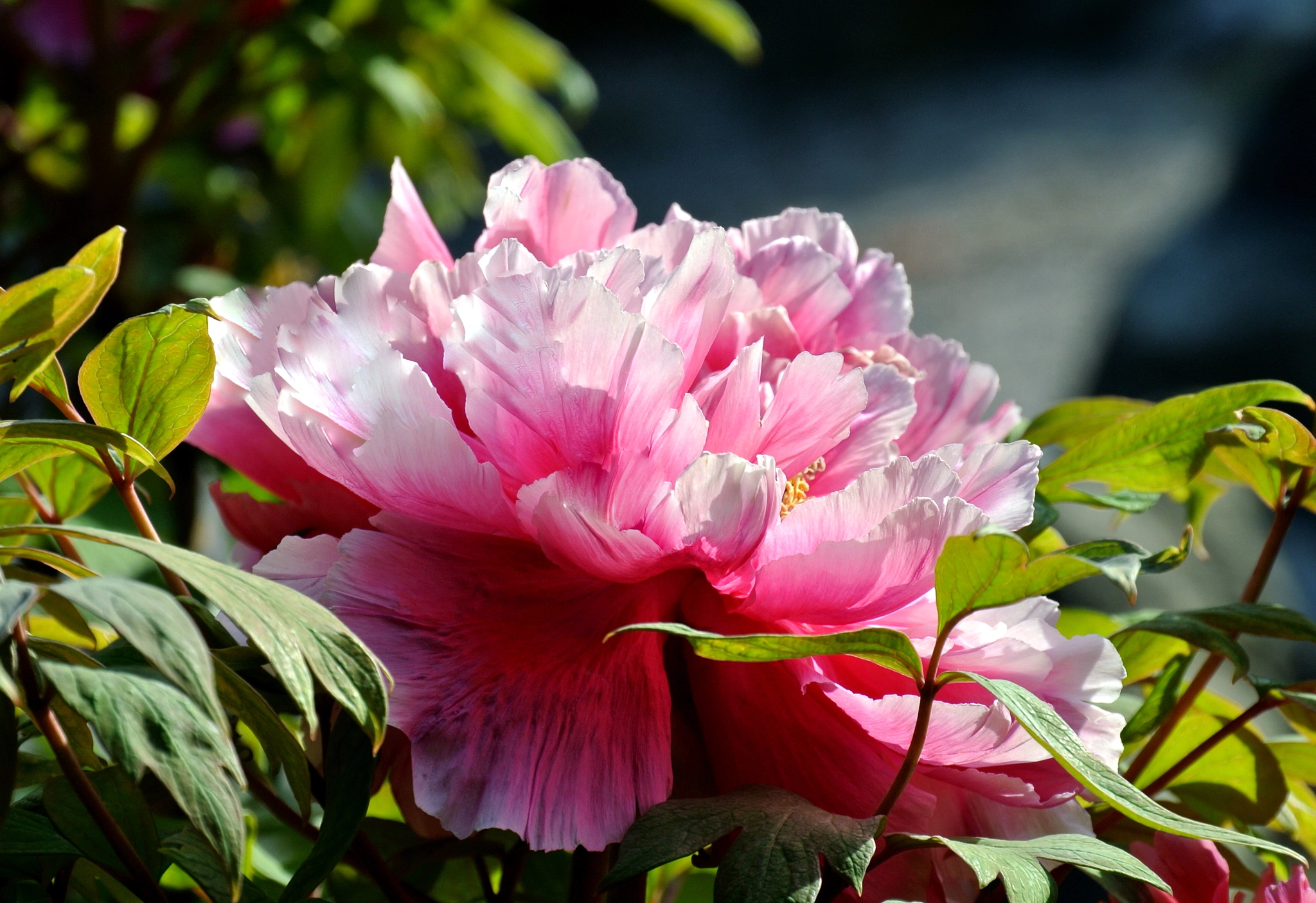 Nikon 1 V1 sample photo. Au jardin. photography