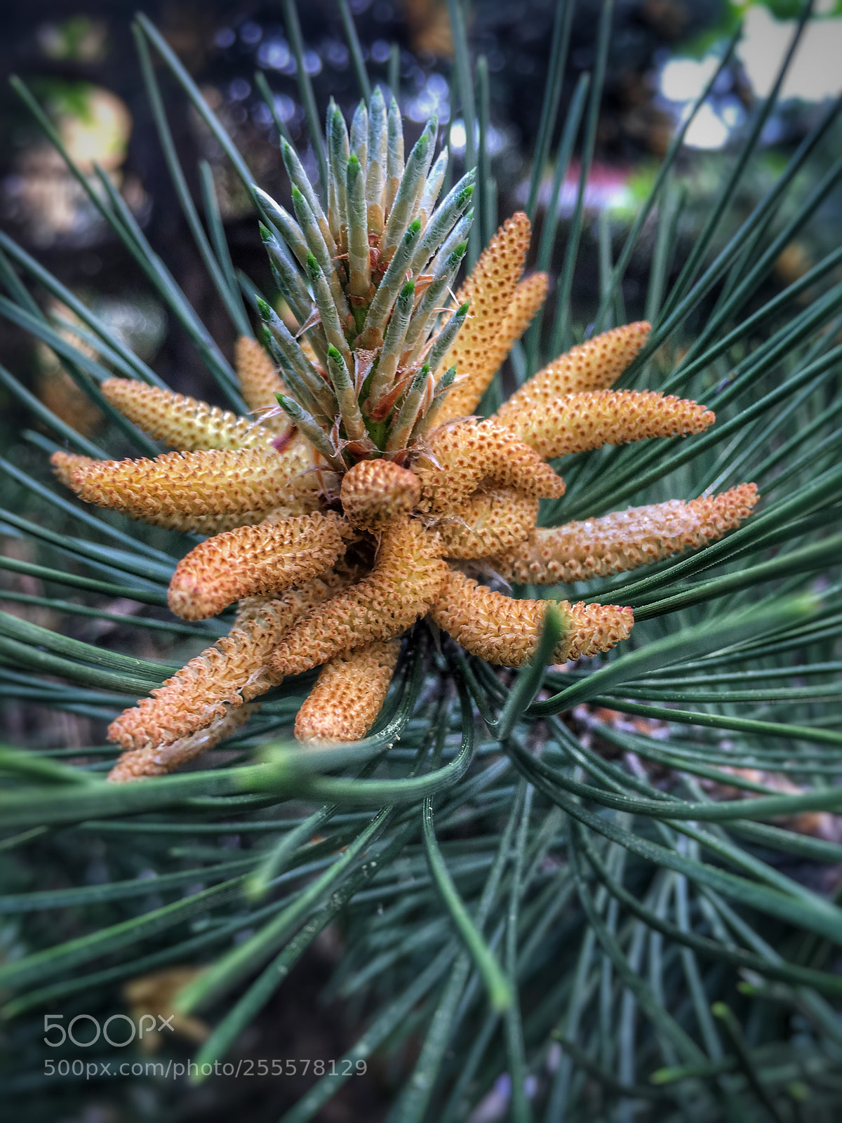Apple iPhone 6s sample photo. Pine flower blooms photography