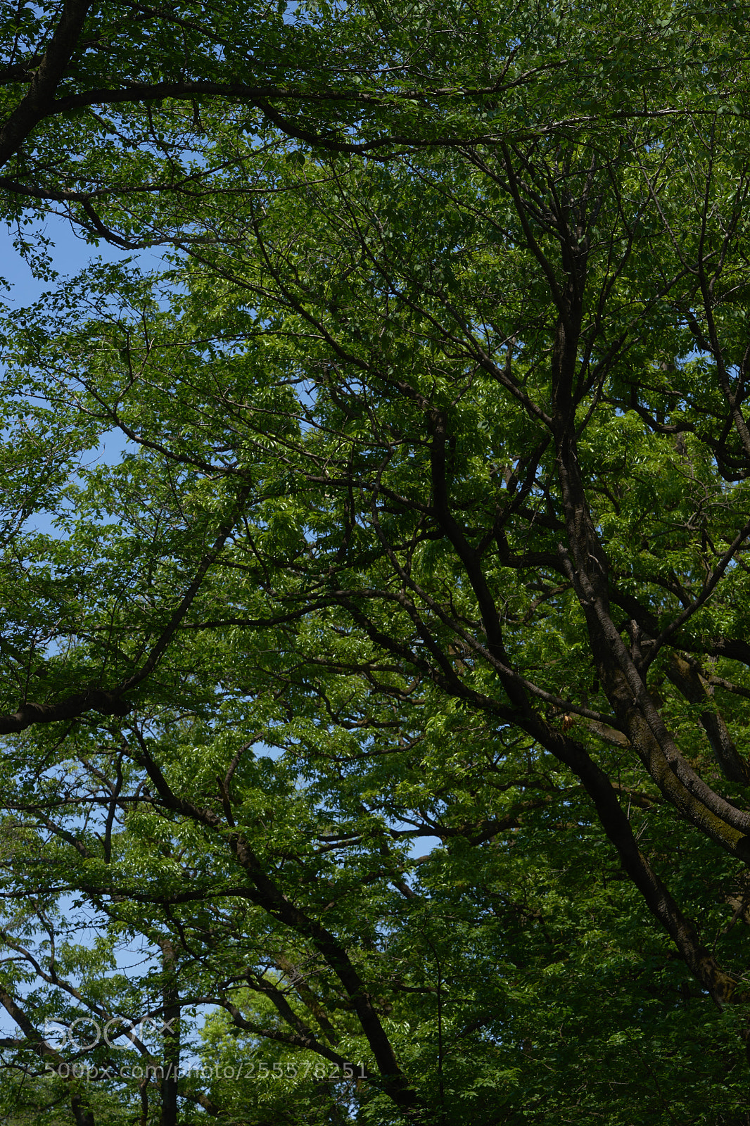 Sony a7 sample photo. Trees 126 photography