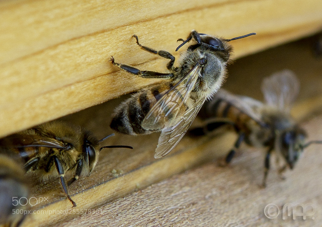 Sony a6000 sample photo. Bee photography