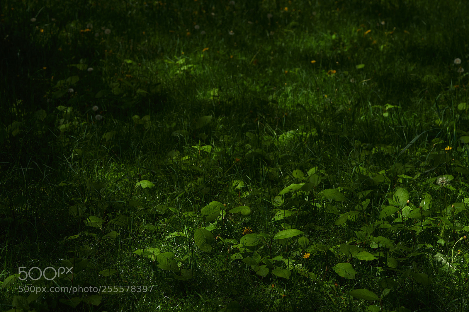 Sony a7 sample photo. Leaves 960 photography