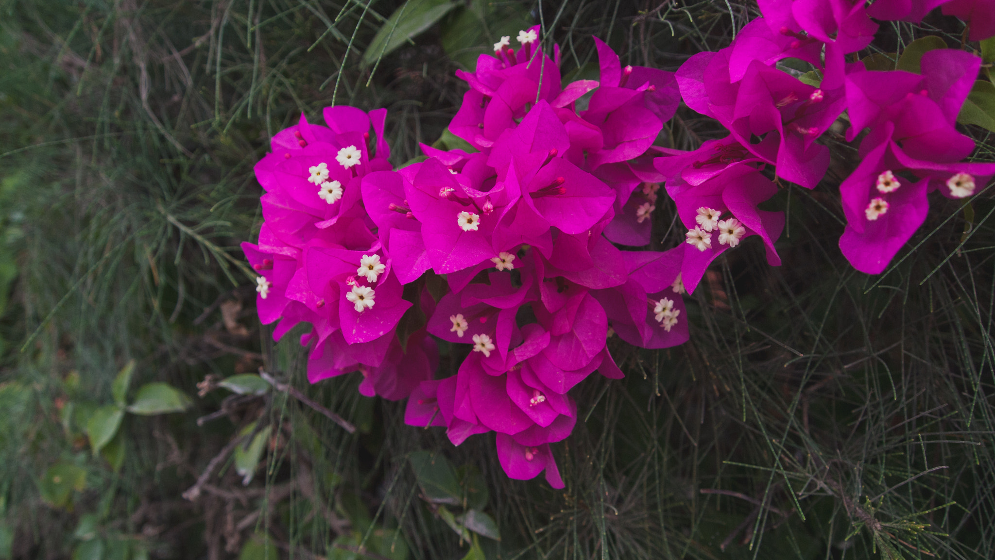 Olympus PEN E-P1 sample photo. Pink flowers photography