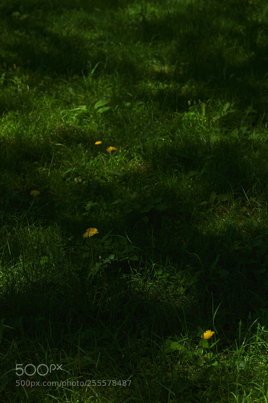 Sony a7 sample photo. Flowers 6461 photography
