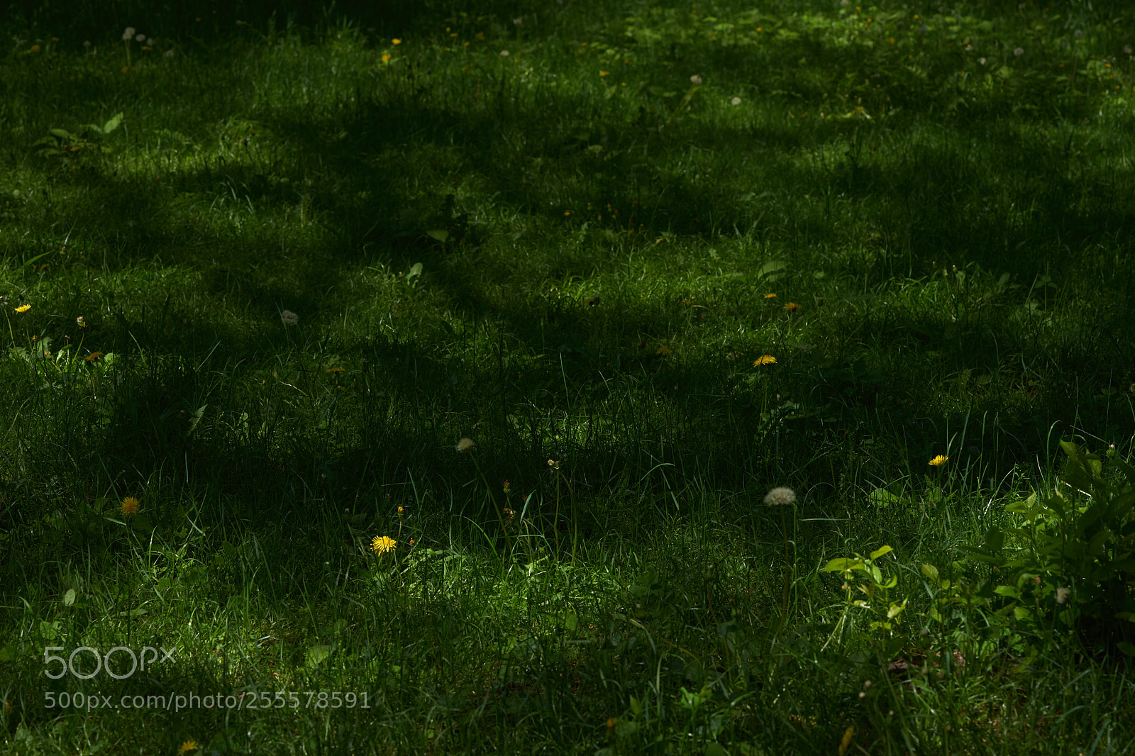 Sony a7 sample photo. Flowers 6462 photography