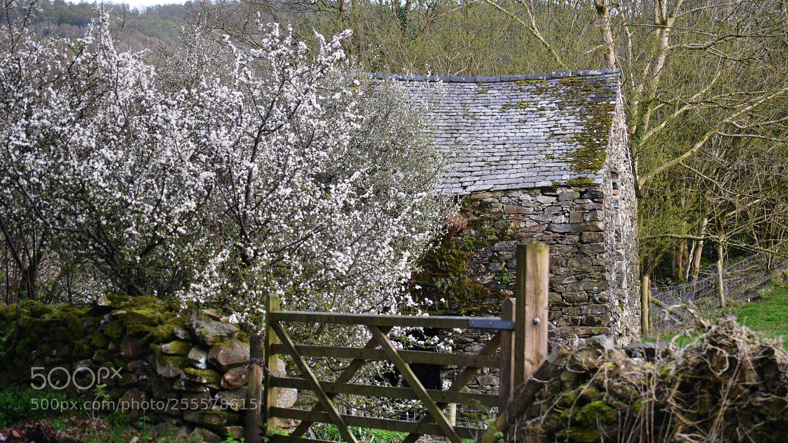 Nikon D3100 sample photo. Lakeland waking up photography