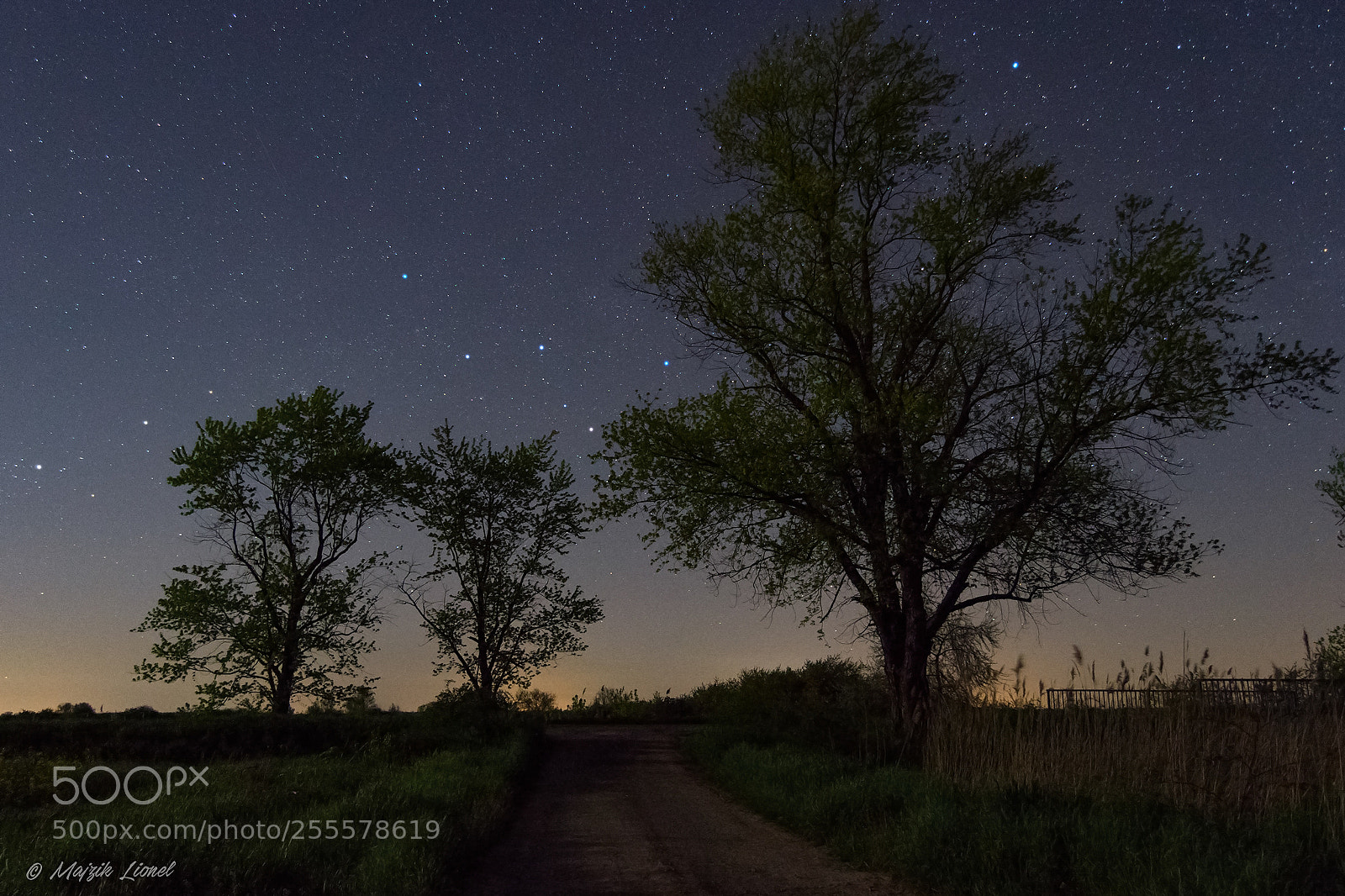 Nikon D3300 sample photo. Cassiopeia on the branches photography