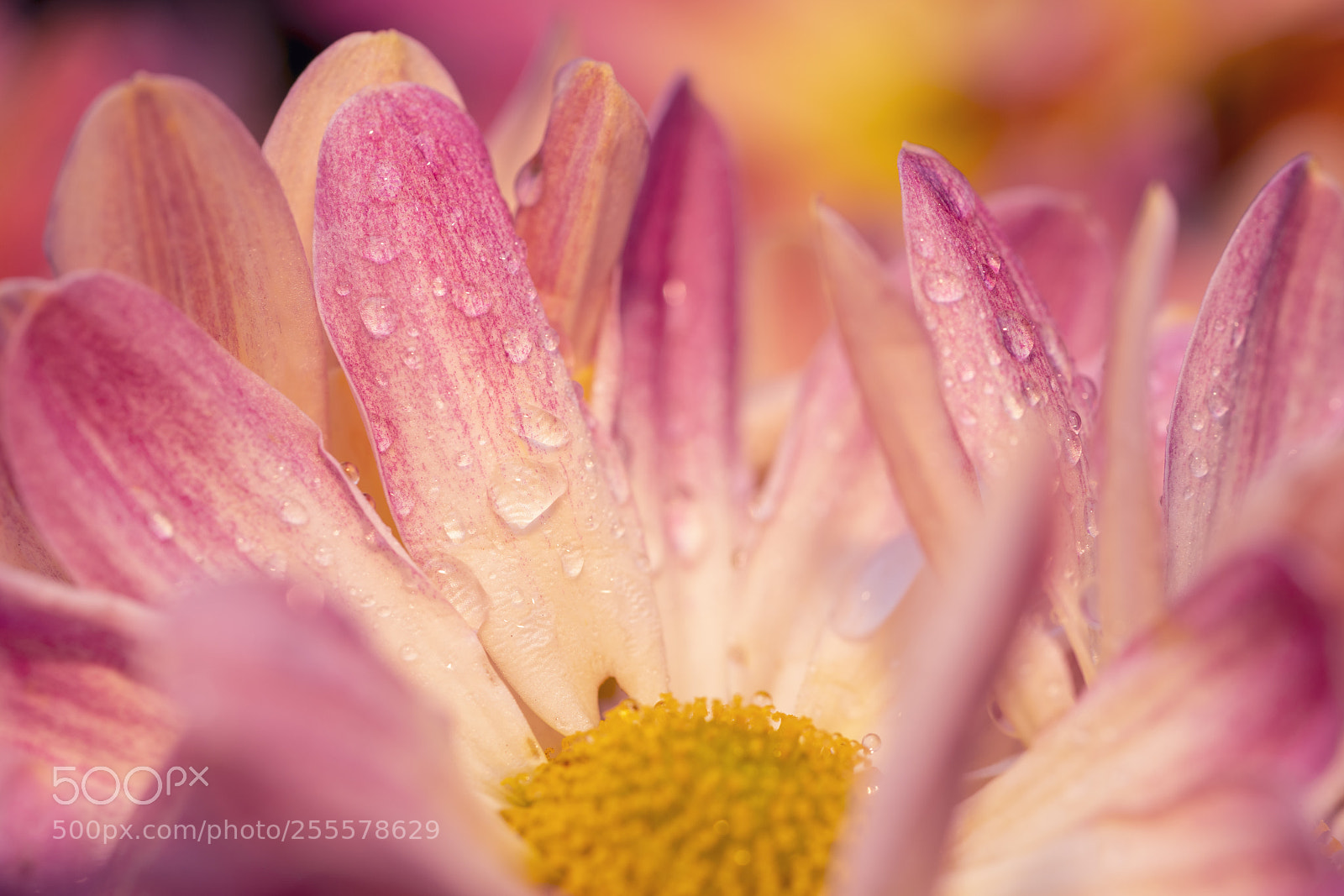 Sony a7R III sample photo. After the rain photography