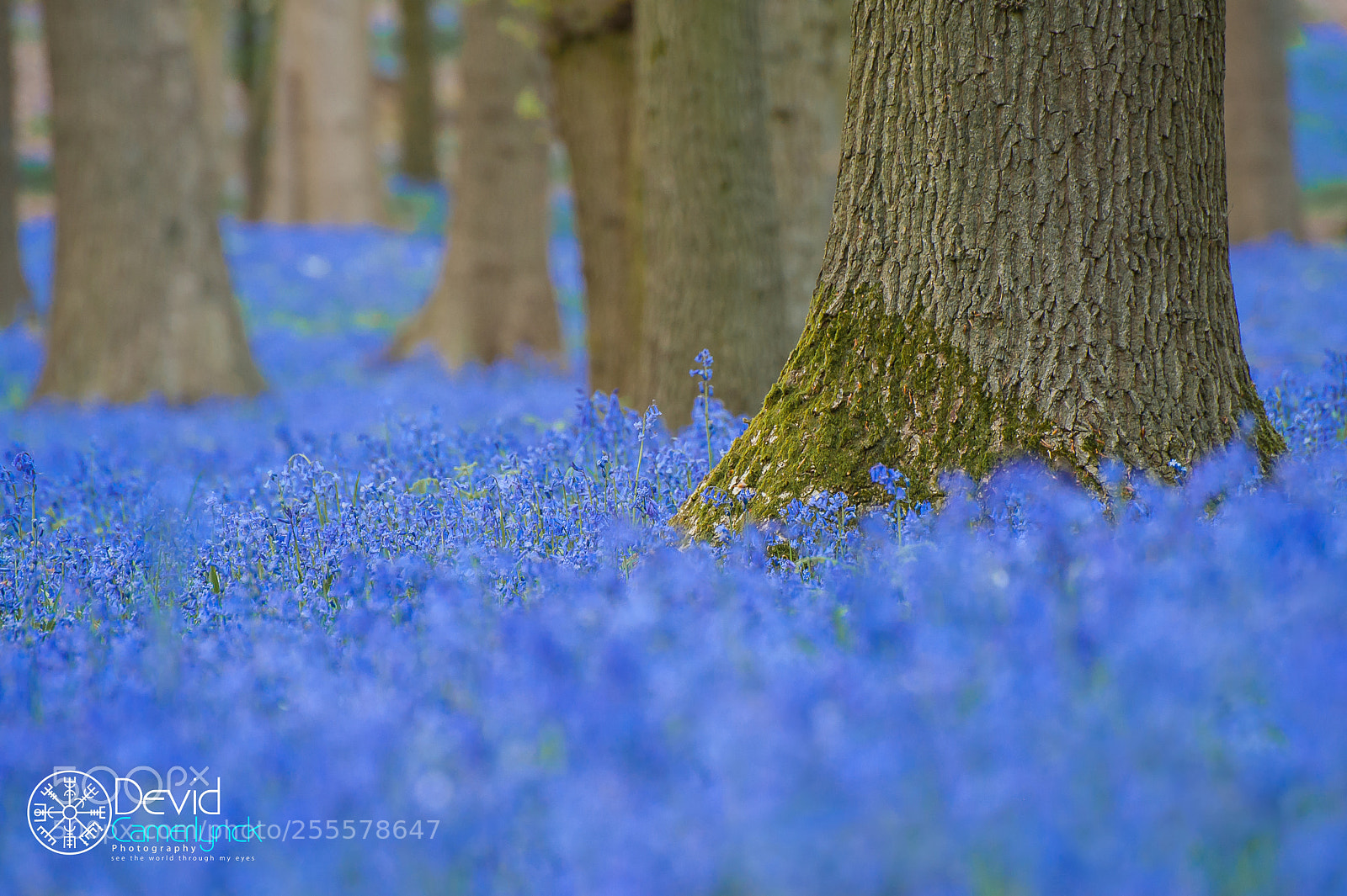 Nikon D700 sample photo. Blue forest photography