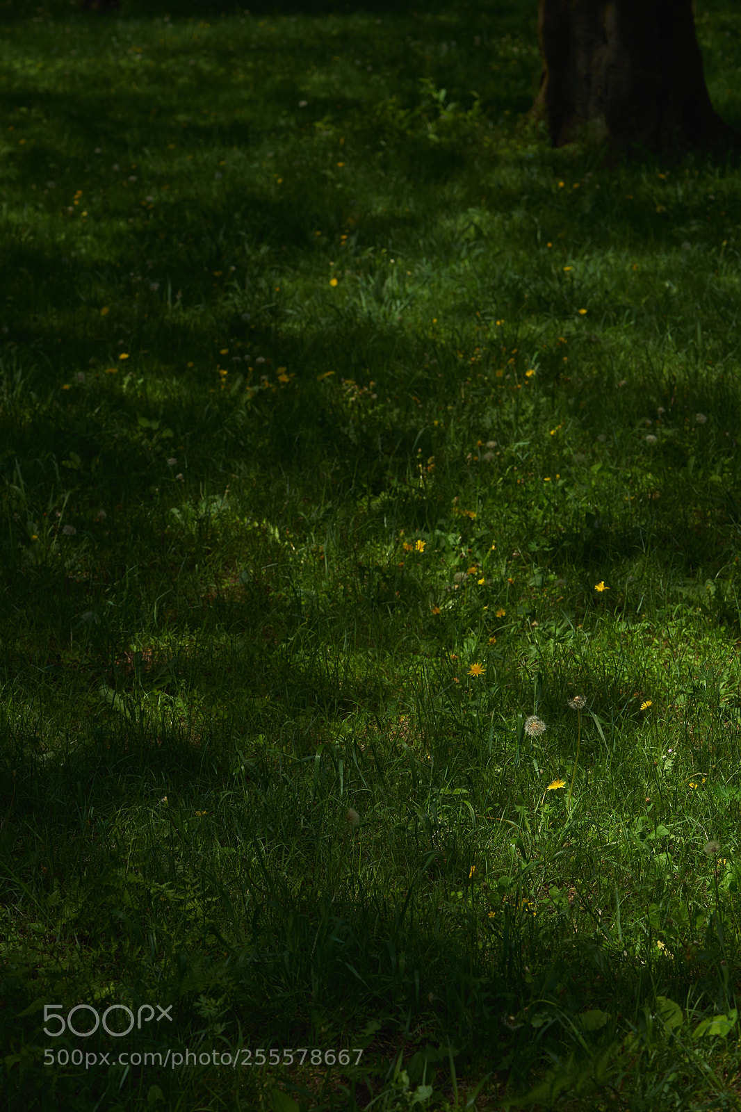 Sony a7 sample photo. Flowers 6463 photography