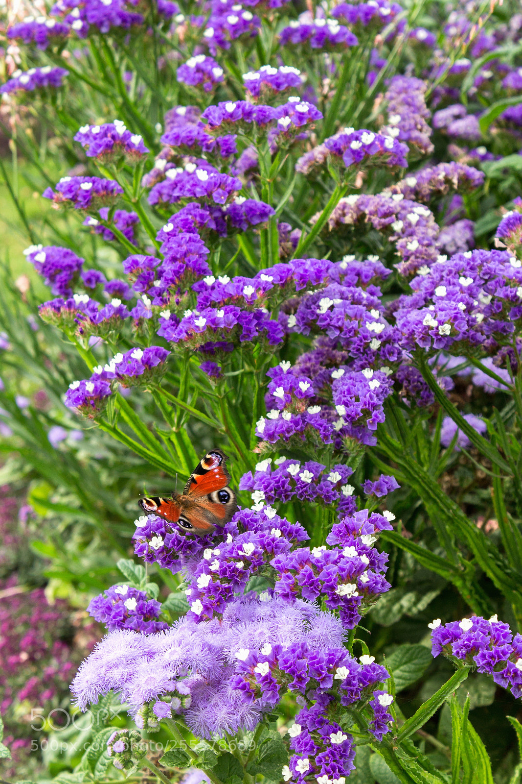 Canon EOS 1100D (EOS Rebel T3 / EOS Kiss X50) sample photo. Papillon photography