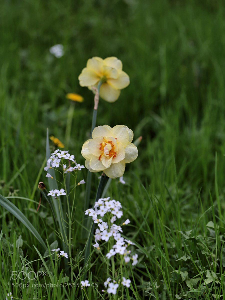 Canon EOS 6D sample photo. Flower meadow photography