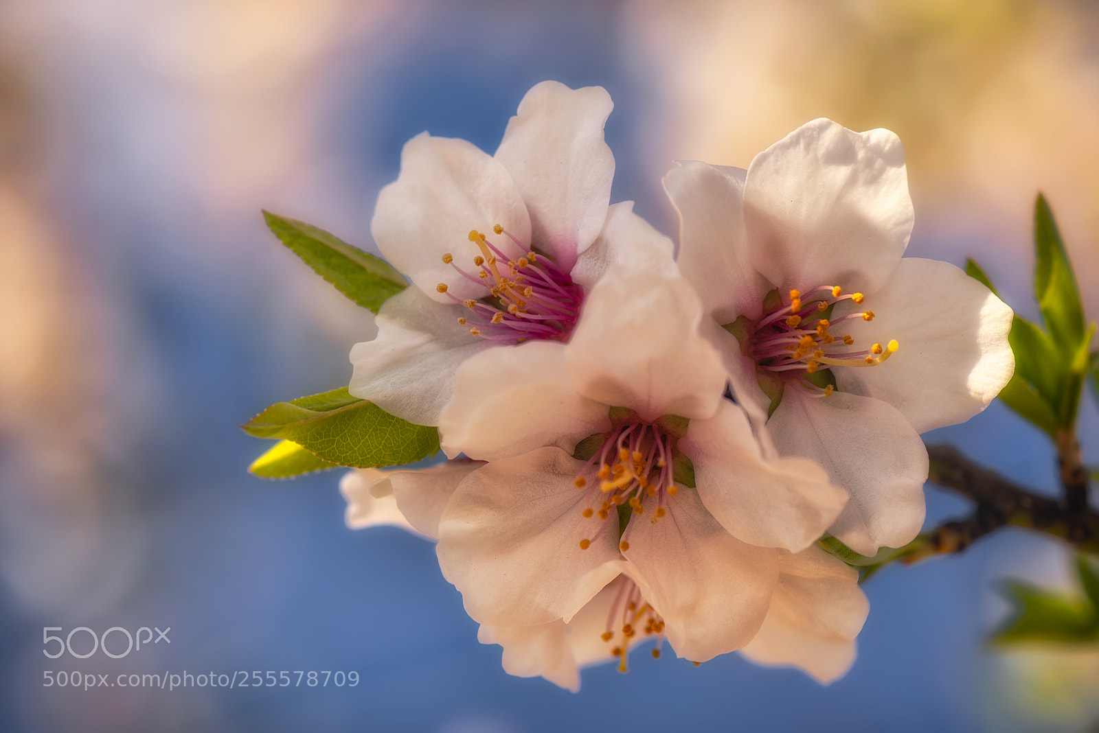 Nikon D800 sample photo. Flor de almendro photography