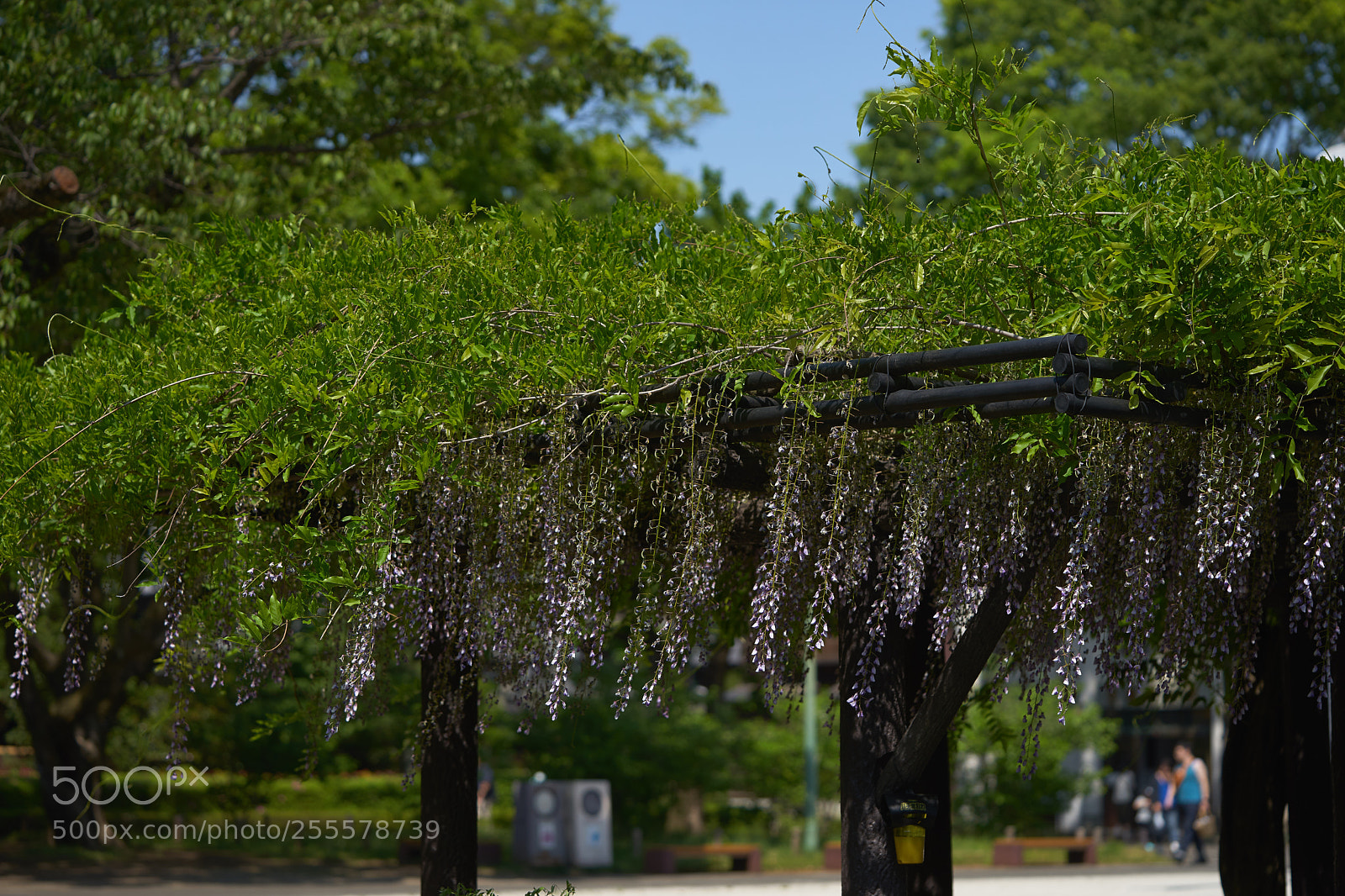 Sony a7 sample photo. Flowers 6464 photography