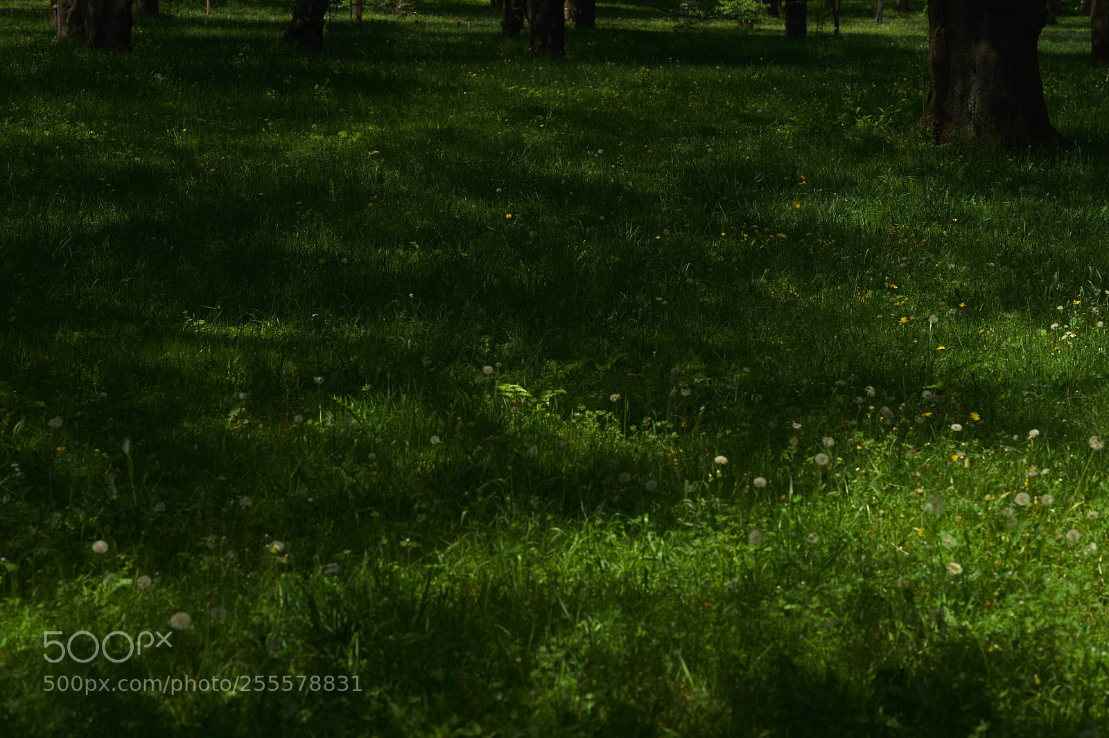 Sony a7 sample photo. Flowers 6465 photography