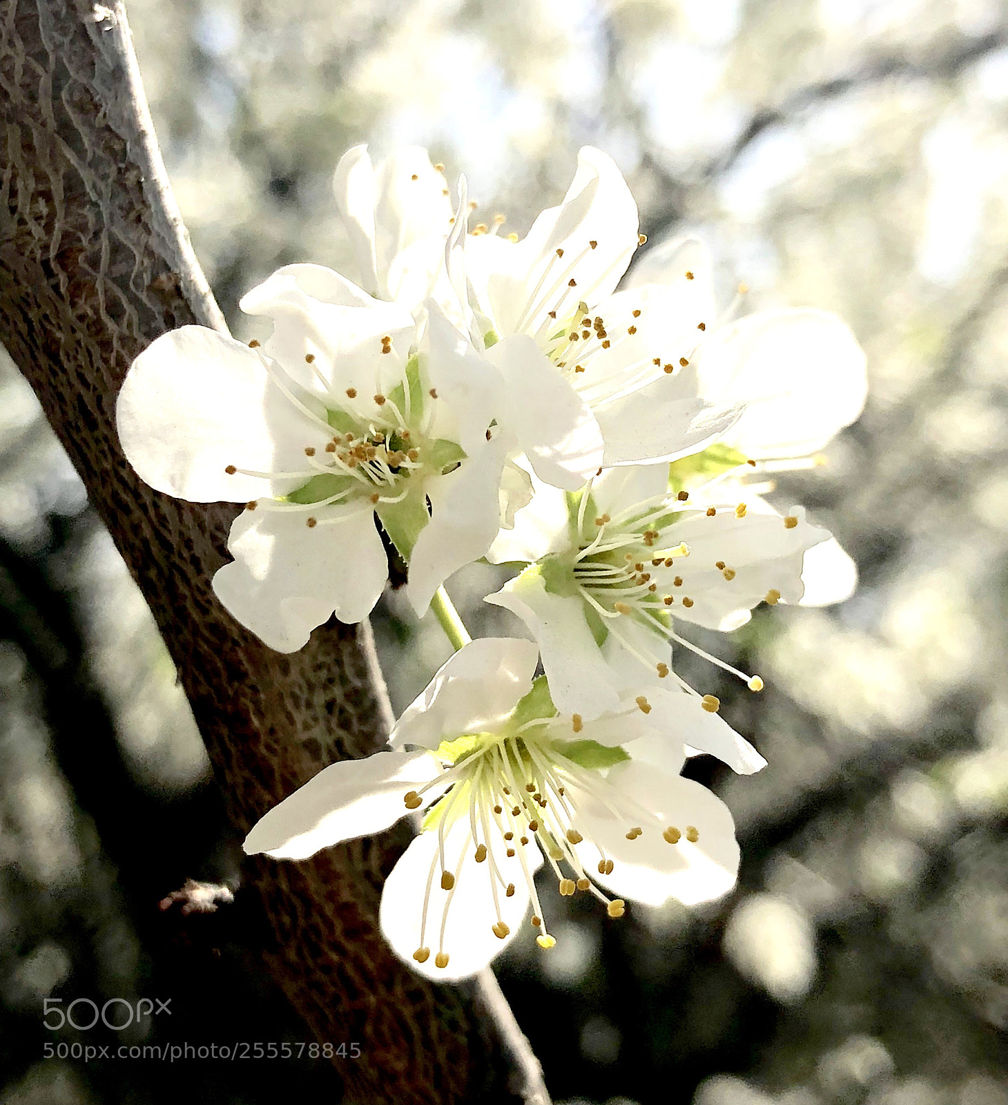 Apple iPhone X sample photo. Pear blossom photography