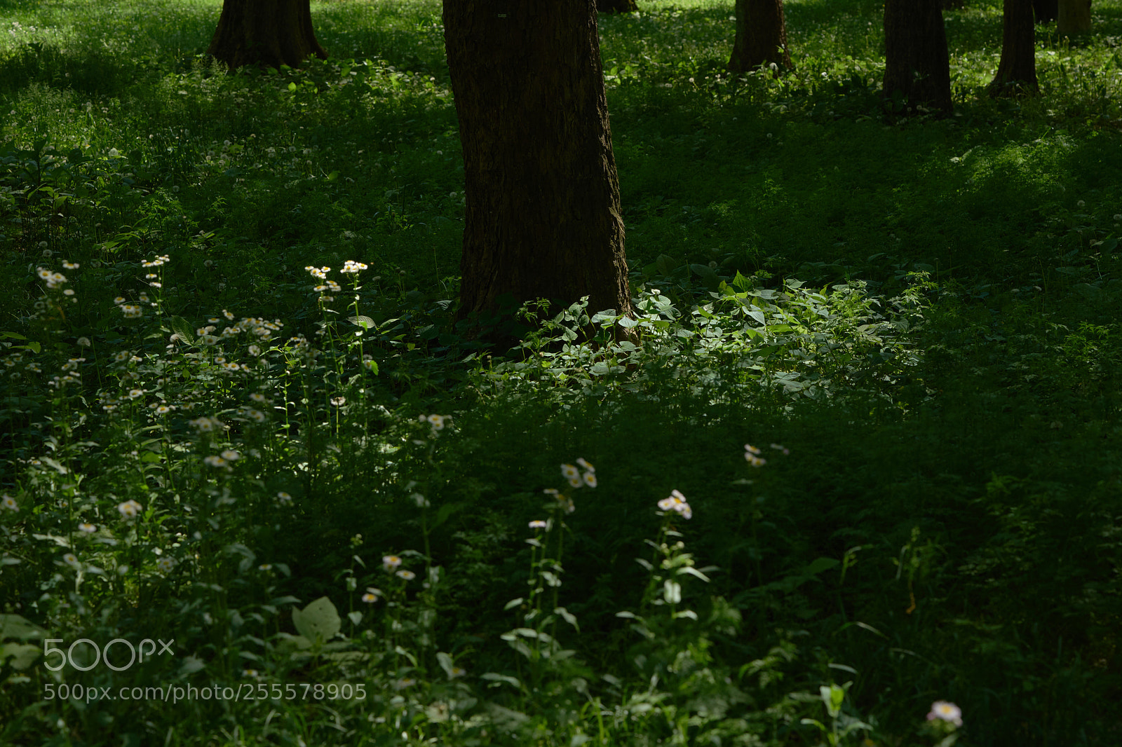 Sony a7 sample photo. Flowers 6466 photography