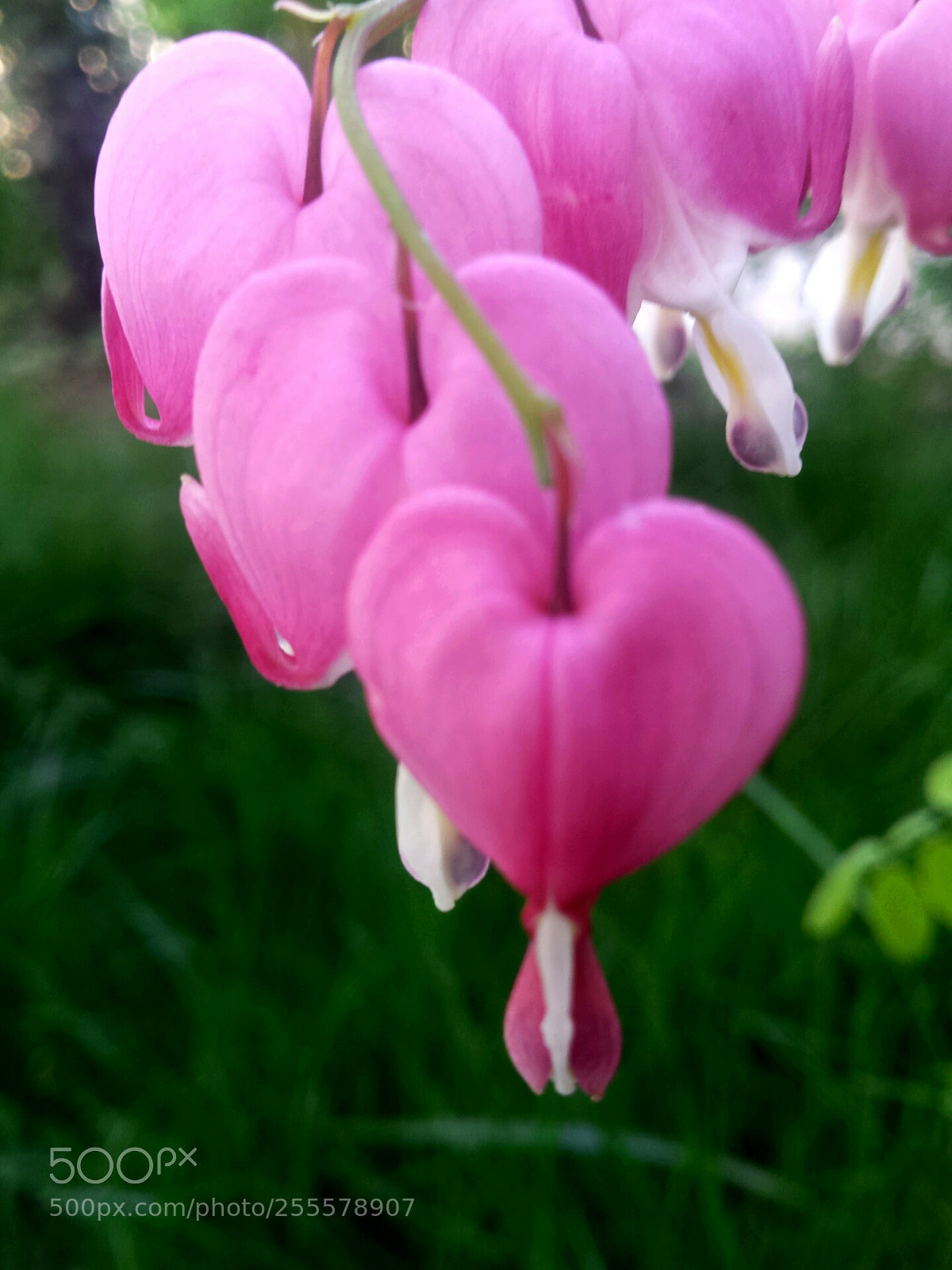 Samsung Galaxy S4 sample photo. Untitled photography