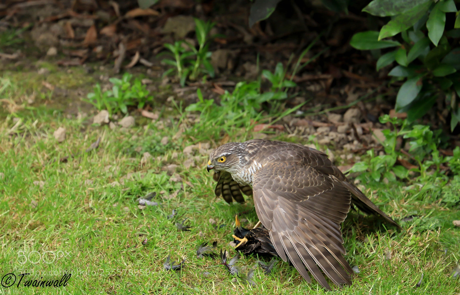 Canon EOS 70D sample photo. Feeding sparrowhawk photography