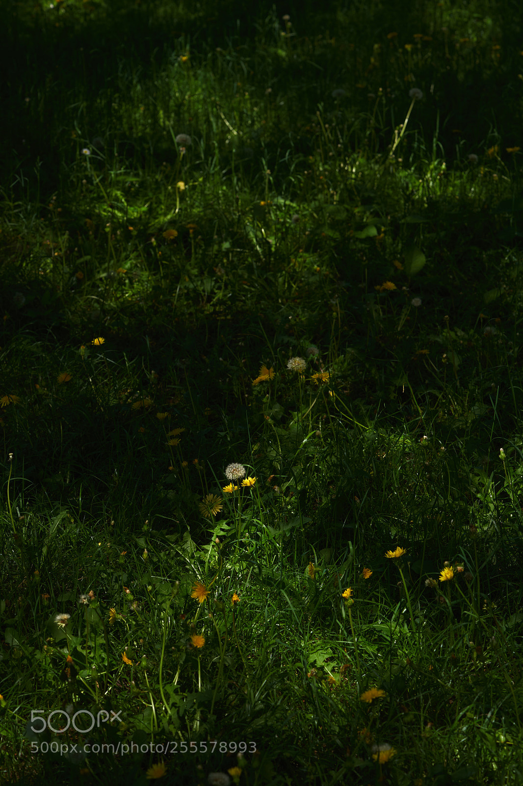 Sony a7 sample photo. Flowers 6467 photography