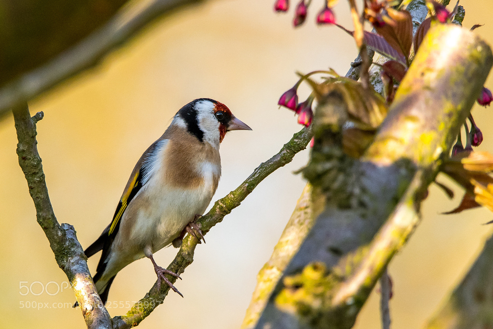 Nikon D850 sample photo. Casual goldfinch photography