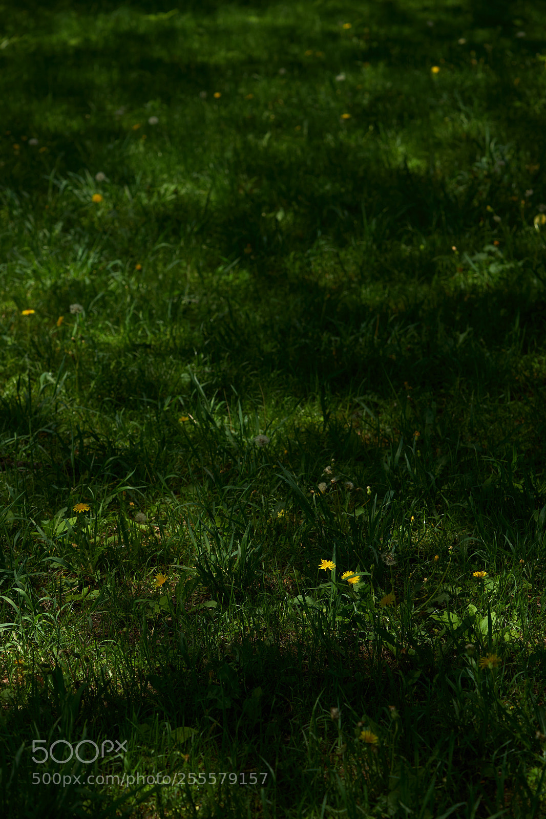 Sony a7 sample photo. Flowers 6469 photography