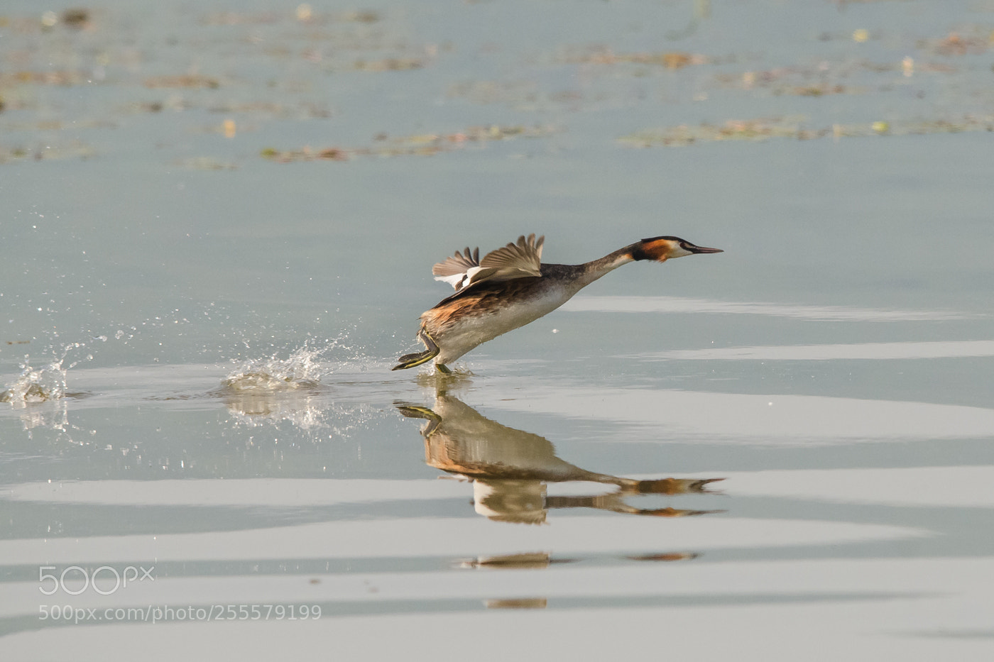 Nikon D7000 sample photo. Running on water photography