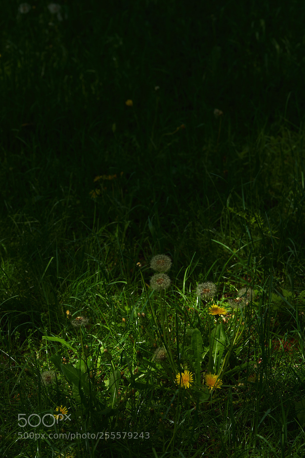 Sony a7 sample photo. Flowers 6470 photography